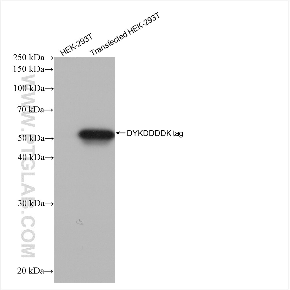 Western Blot (WB) analysis of Transfected HEK-293T cells using DYKDDDDK tag Recombinant antibody (Binds to FLAG®  (80745-1-RR)
