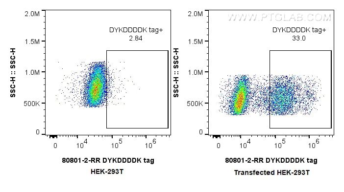 Flow cytometry (FC) experiment of Transfected HEK-293T cells using DYKDDDDK tag Recombinant antibody (Binds to FLAG®  (80801-2-RR)