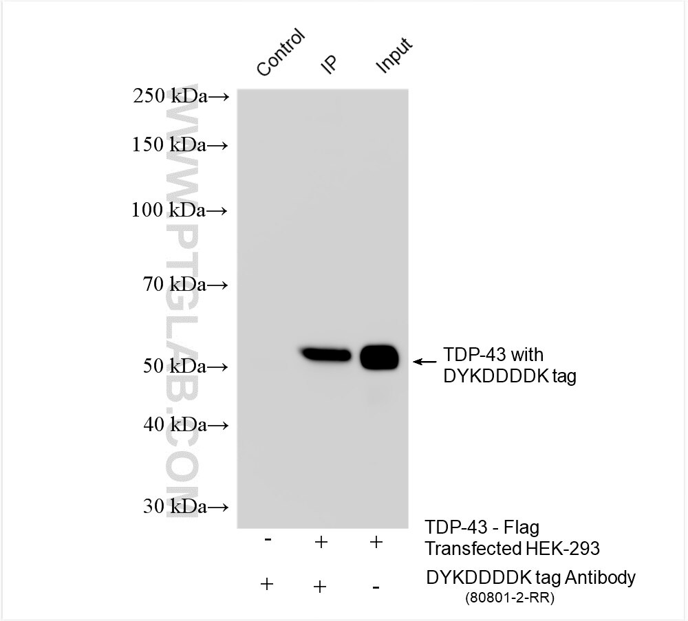 Immunoprecipitation (IP) experiment of Transfected HEK-293 cells using DYKDDDDK tag Recombinant antibody (Binds to FLAG®  (80801-2-RR)