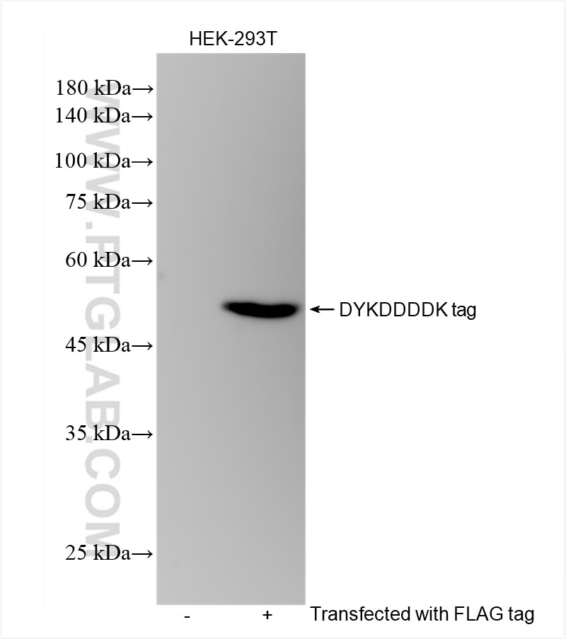 Western Blot (WB) analysis of Transfected HEK-293T cells using DYKDDDDK tag Recombinant antibody (Binds to FLAG®  (80801-2-RR)