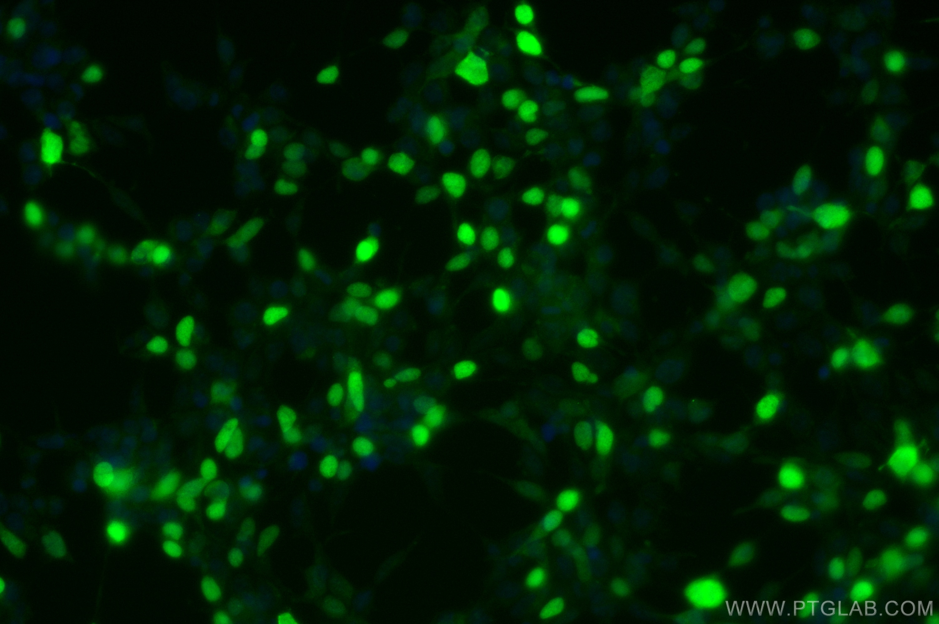 Immunofluorescence (IF) / fluorescent staining of Transfected HEK-293 cells using Biotin-conjugated DYKDDDDK tag Monoclonal antibody (Biotin-66008-4)