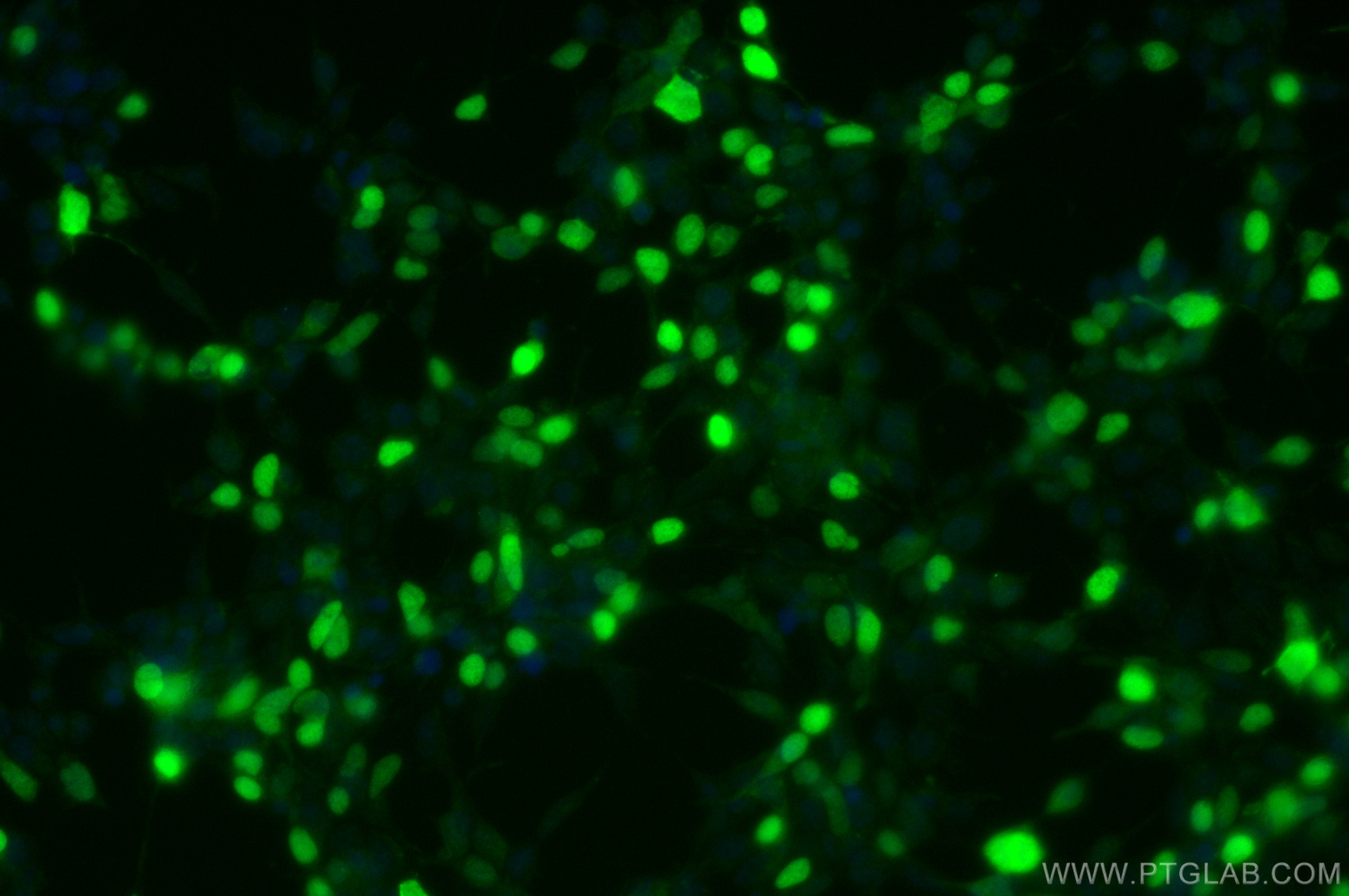 IF Staining of Transfected HEK-293 using Biotin-66008-4