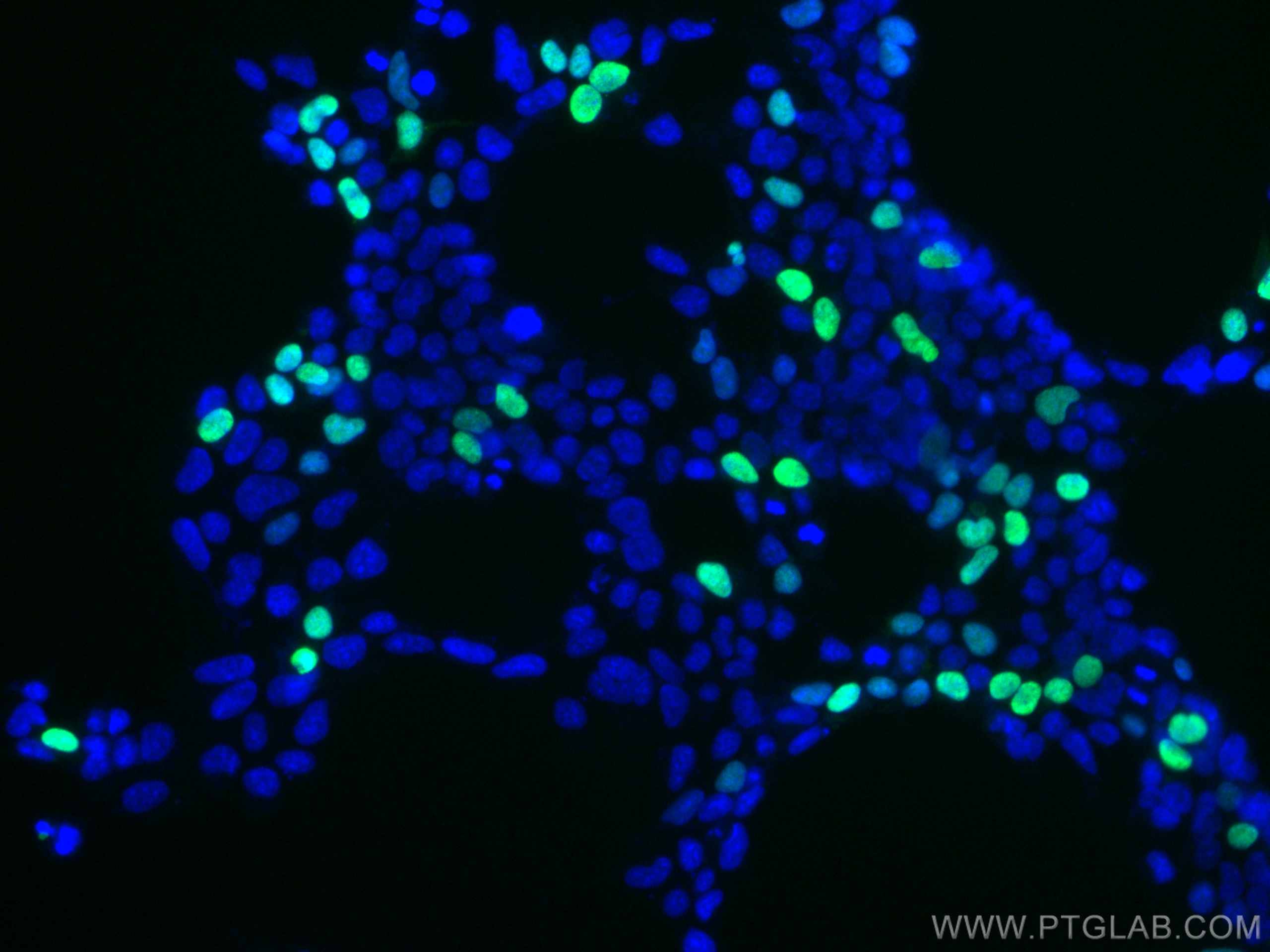 Immunofluorescence (IF) / fluorescent staining of Transfected HEK-293 cells using CoraLite® Plus 488-conjugated DYKDDDDK tag Recombi (CL488-80010)