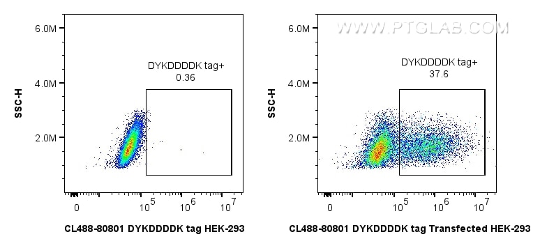 Flow cytometry (FC) experiment of HEK-293T transfected with TDP-43-flag using CoraLite® Plus 488-conjugated DYKDDDDK tag Recombi (CL488-80801-2)