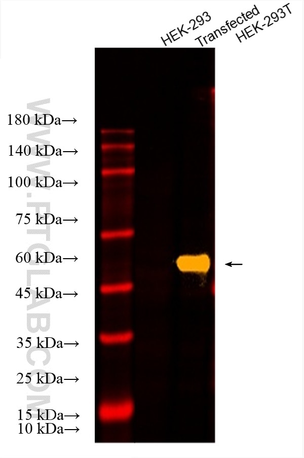 Western Blot (WB) analysis of various lysates using CoraLite® Plus 750-conjugated DYKDDDDK tag Polyclo (CL750-20543)