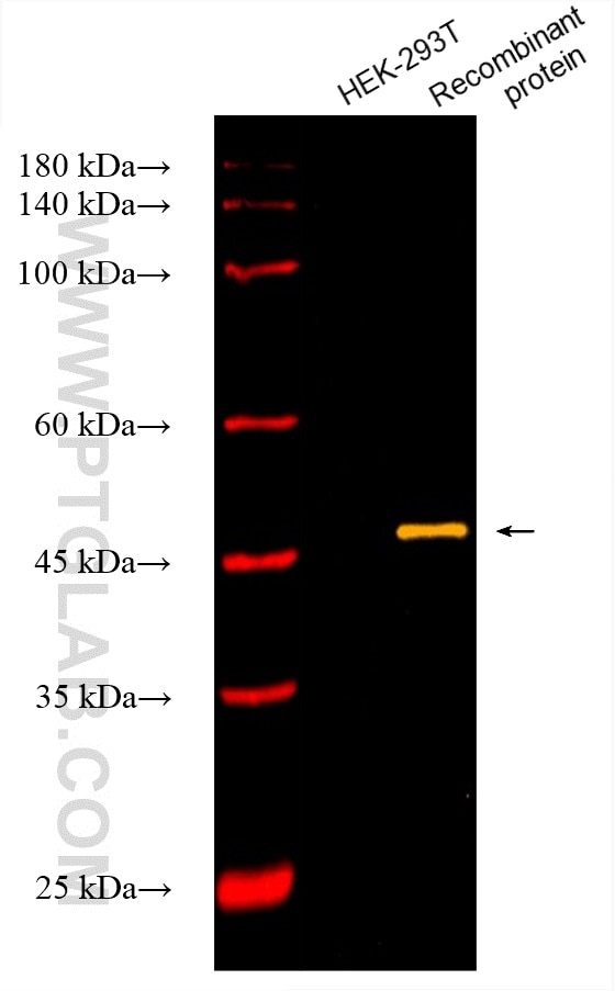 Western Blot (WB) analysis of various lysates using CoraLite® Plus 750-conjugated DYKDDDDK tag Recombi (CL750-80010)