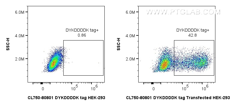 Flow cytometry (FC) experiment of HEK-293T transfected with TDP-43-flag using CoraLite® Plus 750-conjugated DYKDDDDK tag Recombi (CL750-80801-2)