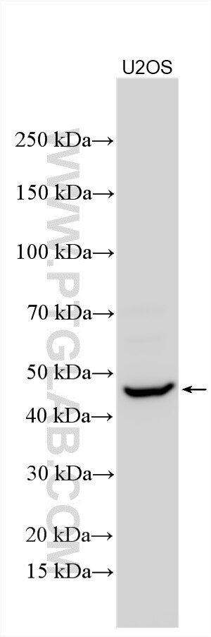 WB analysis using 32123-1-AP Western Blot (WB) analysis of various lysates using DYNAP Polyclonal antibody (32123-1-AP)