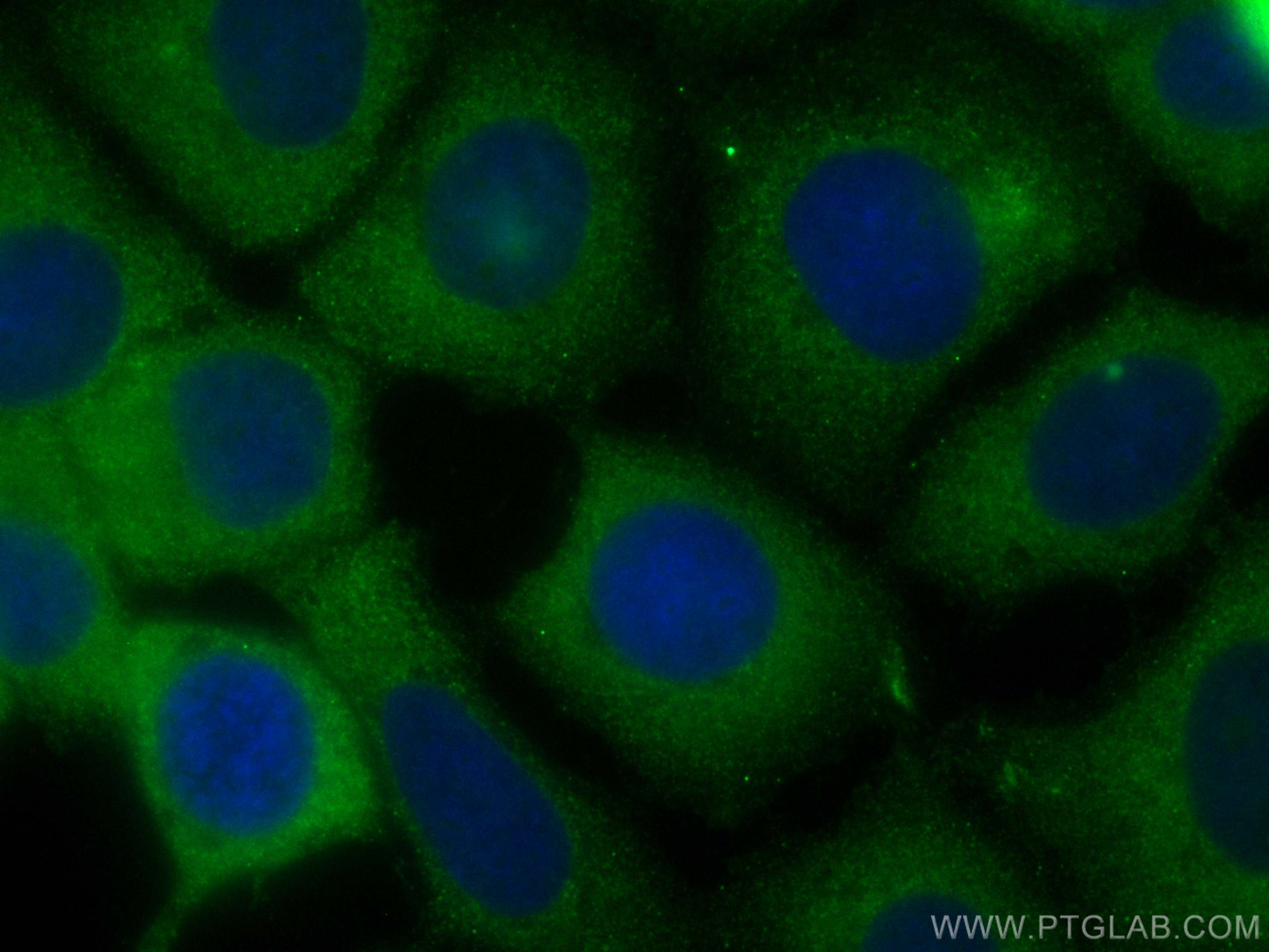 Immunofluorescence (IF) / fluorescent staining of MCF-7 cells using CoraLite® Plus 488-conjugated DYNC1H1 Polyclonal a (CL488-12345)