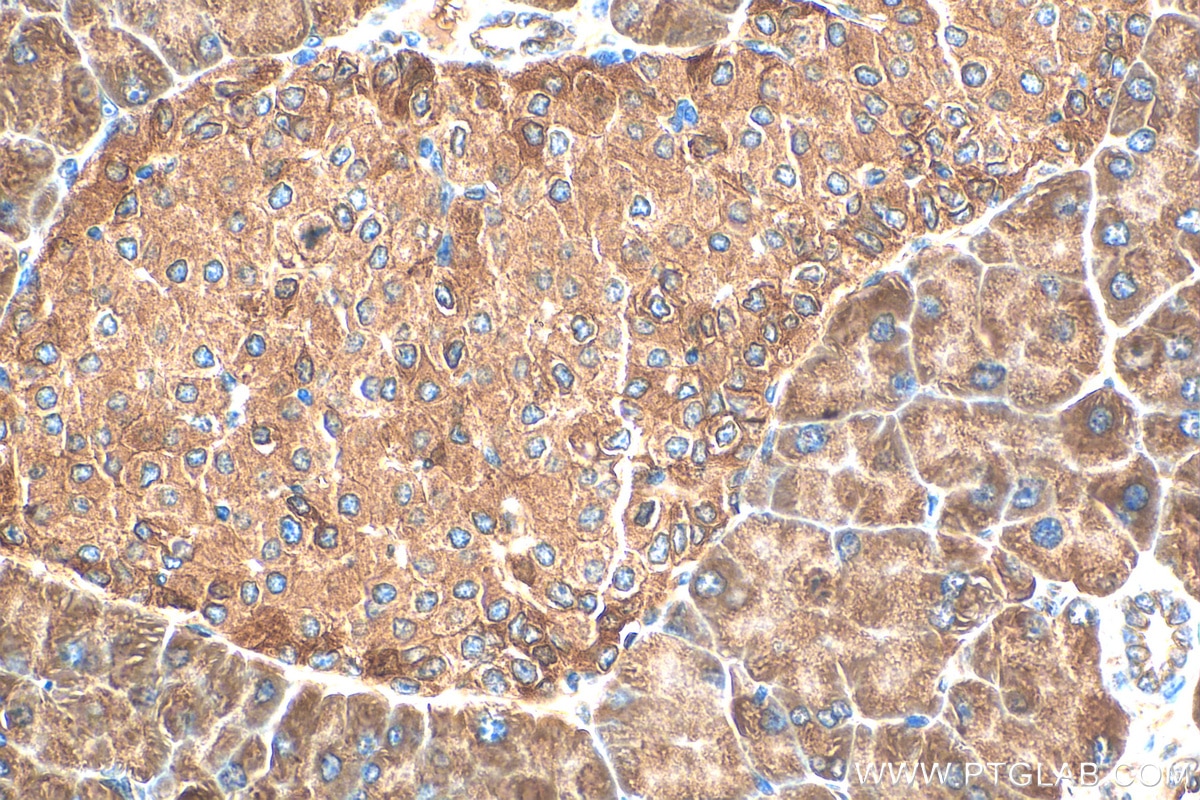 Immunohistochemistry (IHC) staining of mouse pancreas tissue using DYNC1LI1 Polyclonal antibody (25326-1-AP)