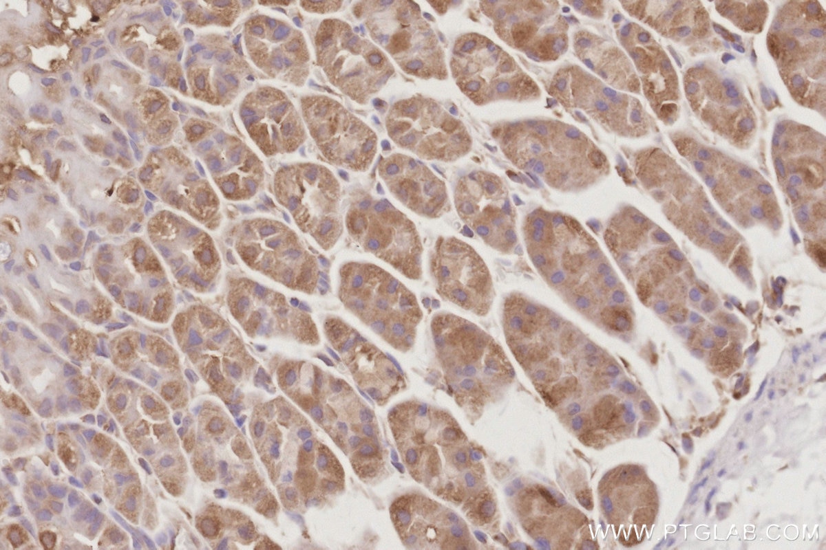 Immunohistochemistry (IHC) staining of mouse stomach tissue using DYNC1LI1 Polyclonal antibody (25326-1-AP)