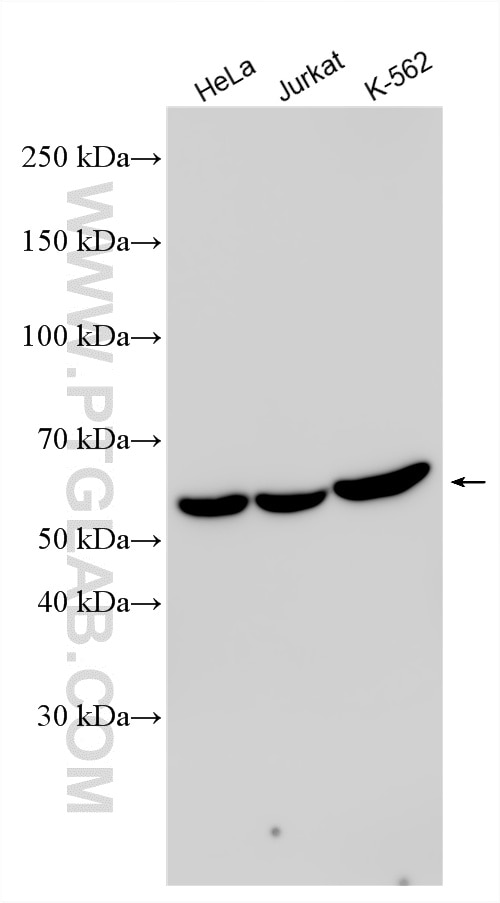Western Blot (WB) analysis of various lysates using DYNC1LI1 Polyclonal antibody (25326-1-AP)