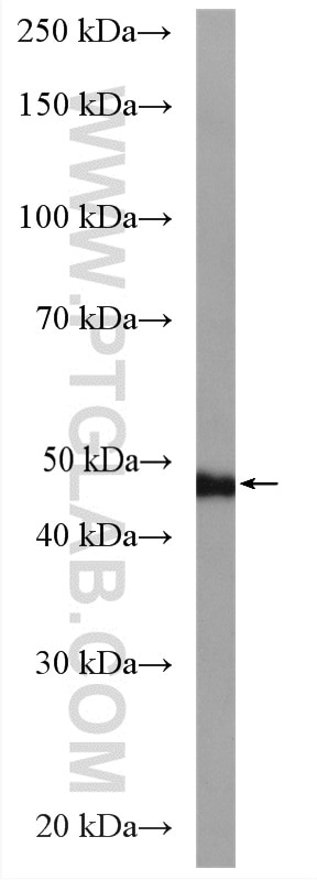 Western Blot (WB) analysis of mouse testis tissue using DYNC1LI2 Polyclonal antibody (18885-1-AP)