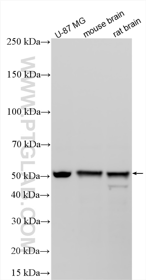 Western Blot (WB) analysis of various lysates using DYNC1LI2 Polyclonal antibody (18885-1-AP)