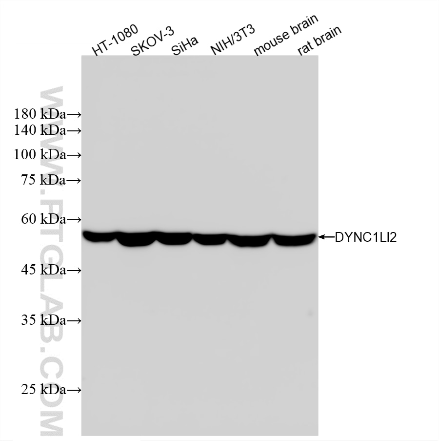 Western Blot (WB) analysis of various lysates using DYNC1LI2 Recombinant monoclonal antibody (87490-1-RR)
