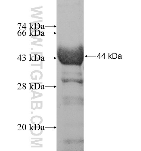 DYNC1LI2 fusion protein Ag12077 SDS-PAGE