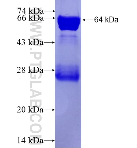 DYNC1LI2 fusion protein Ag13452 SDS-PAGE
