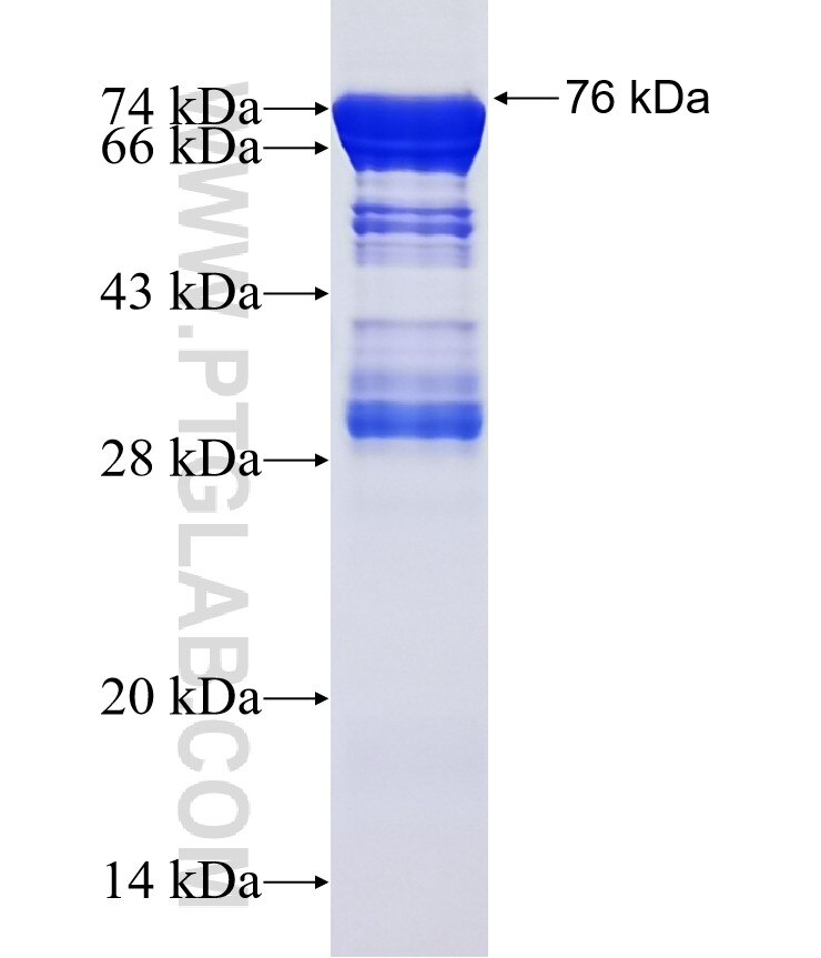 DYNC1LI2 fusion protein Ag13452 SDS-PAGE