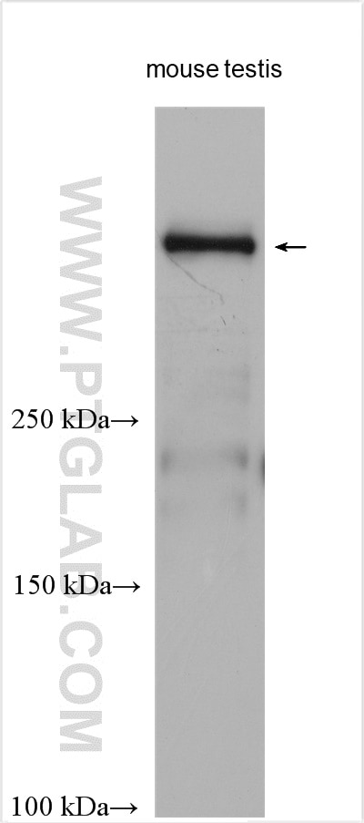 Western Blot (WB) analysis of mouse testis tissue using DYNC2H1 Polyclonal antibody (29758-1-AP)