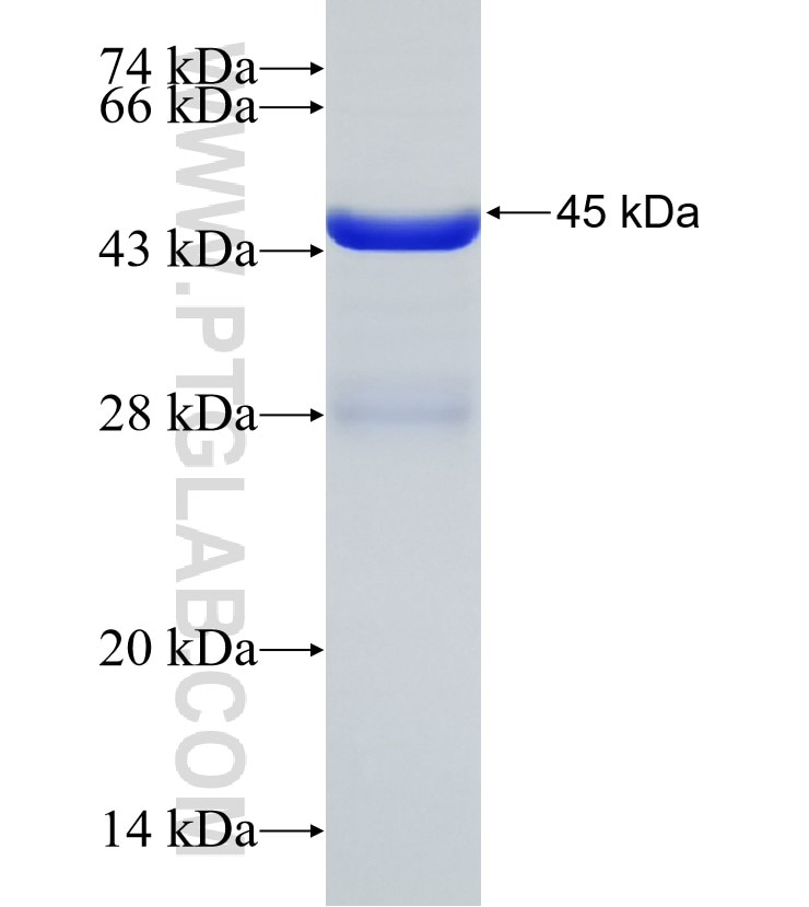 DYNC2H1 fusion protein Ag30707 SDS-PAGE