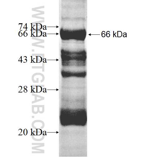 DYNC2LI1 fusion protein Ag8584 SDS-PAGE