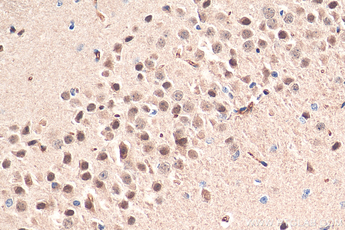 Immunohistochemistry (IHC) staining of mouse brain tissue using LC8/DYNLL1 Polyclonal antibody (18130-1-AP)