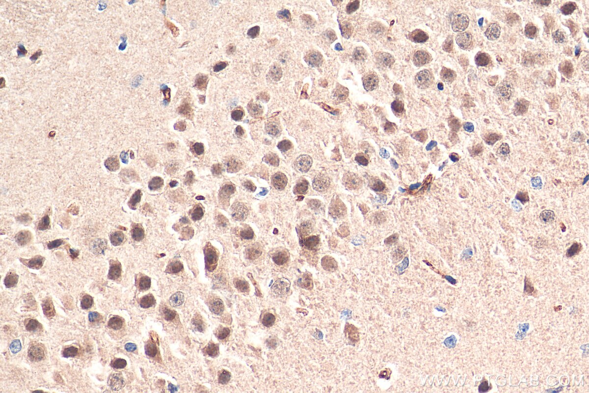 Immunohistochemistry (IHC) staining of mouse brain tissue using LC8/DYNLL1 Polyclonal antibody (18130-1-AP)