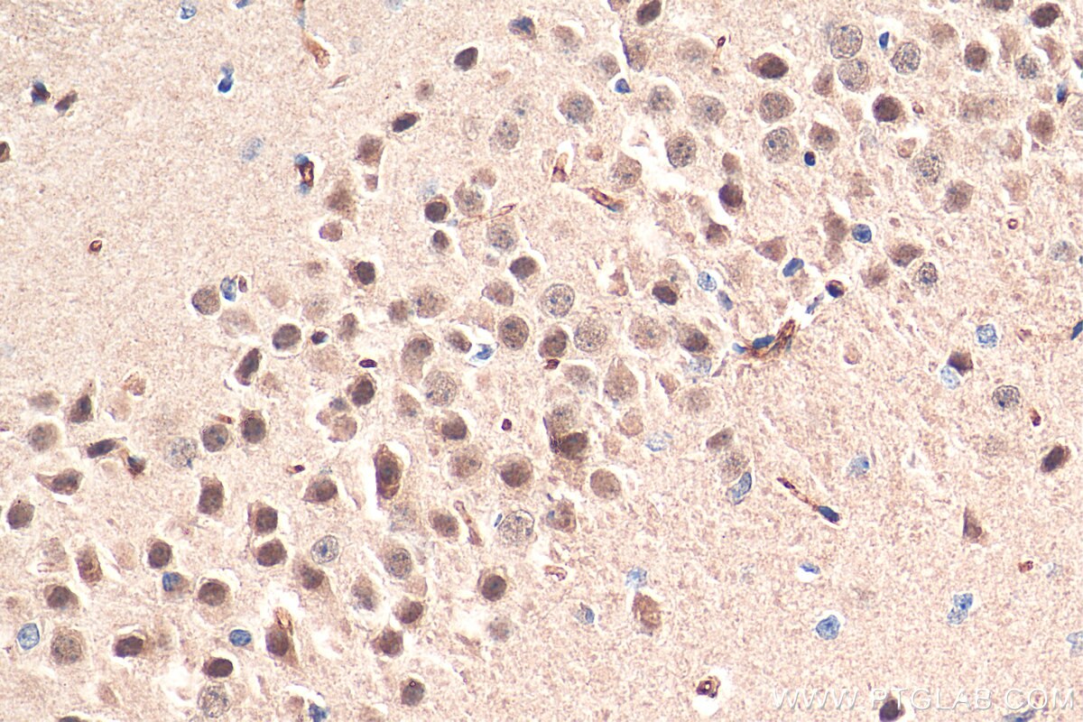 Immunohistochemistry (IHC) staining of mouse brain tissue using LC8/DYNLL1 Polyclonal antibody (18130-1-AP)