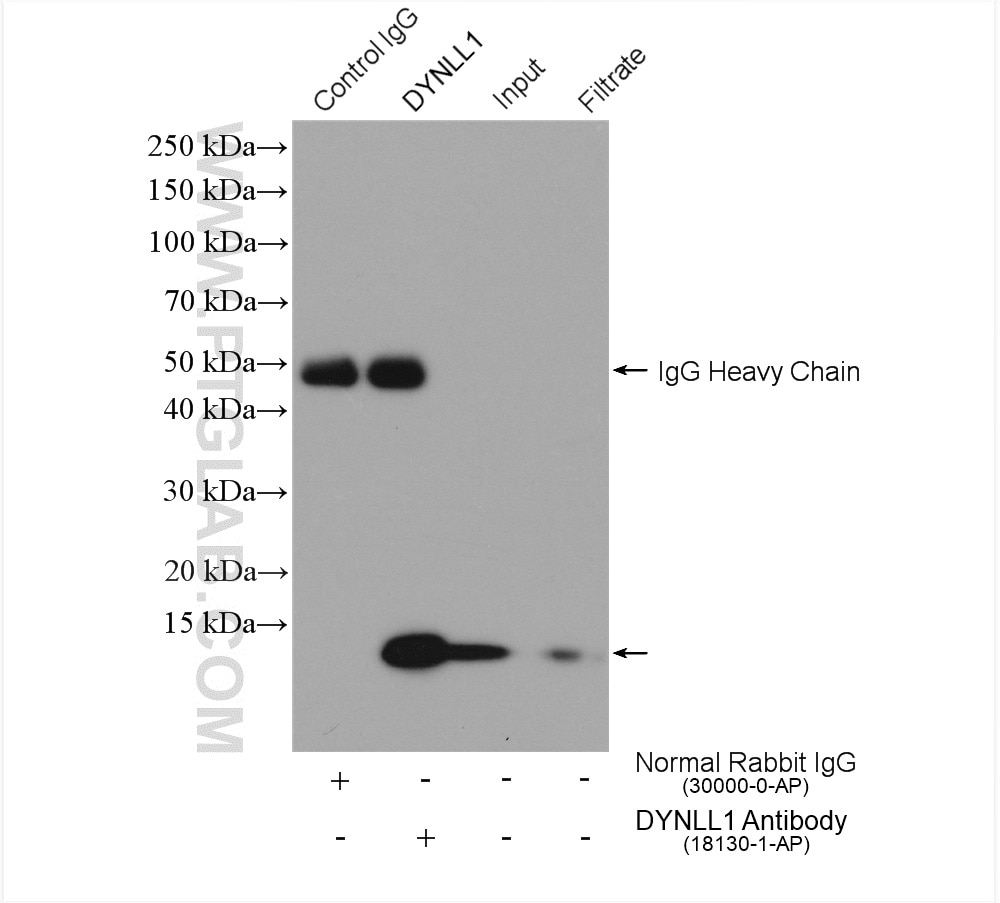 Immunoprecipitation (IP) experiment of MCF-7 cells using LC8/DYNLL1 Polyclonal antibody (18130-1-AP)