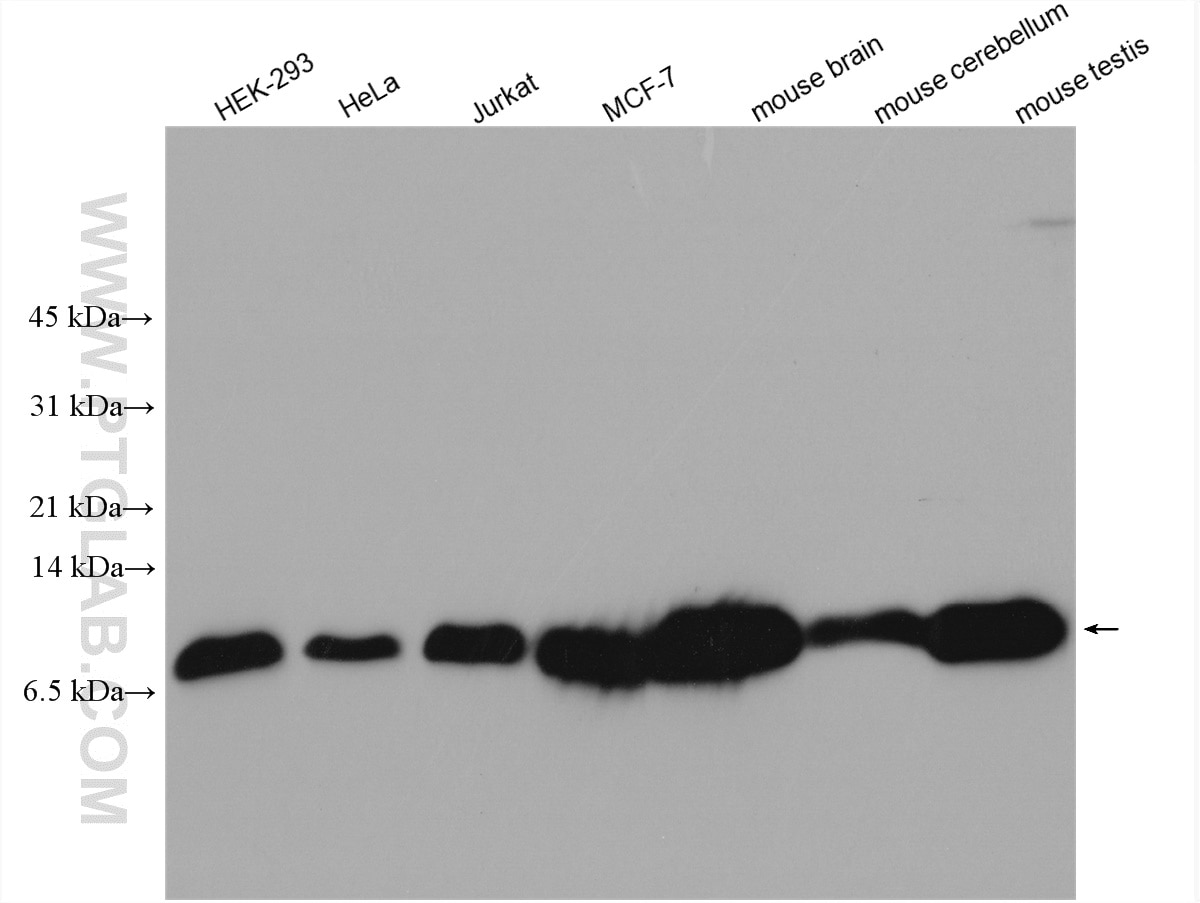 Western Blot (WB) analysis of various lysates using LC8/DYNLL1 Polyclonal antibody (18130-1-AP)