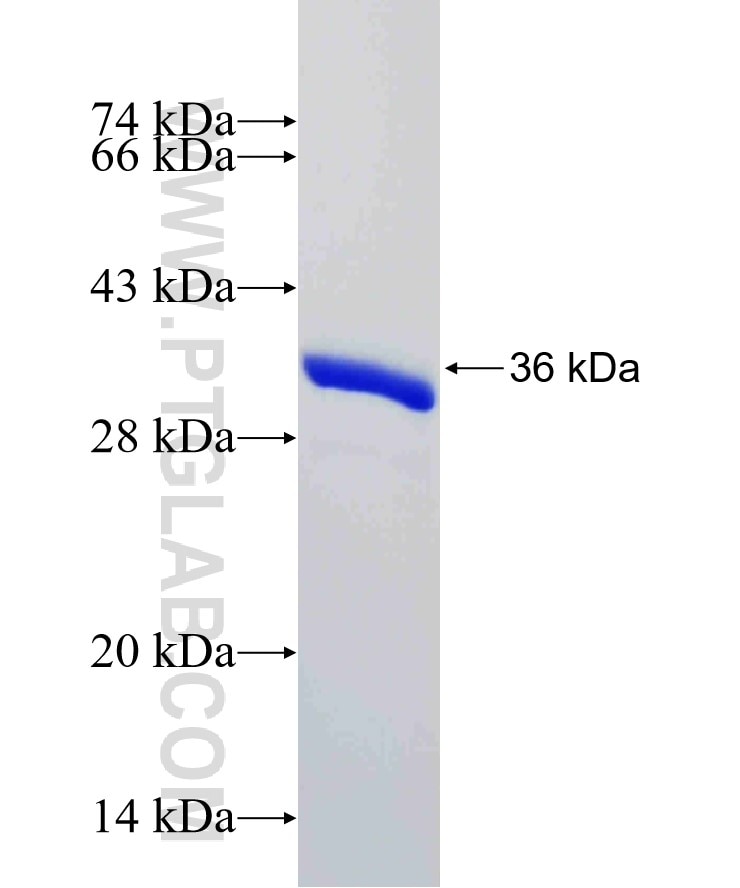 LC8 fusion protein Ag12710 SDS-PAGE