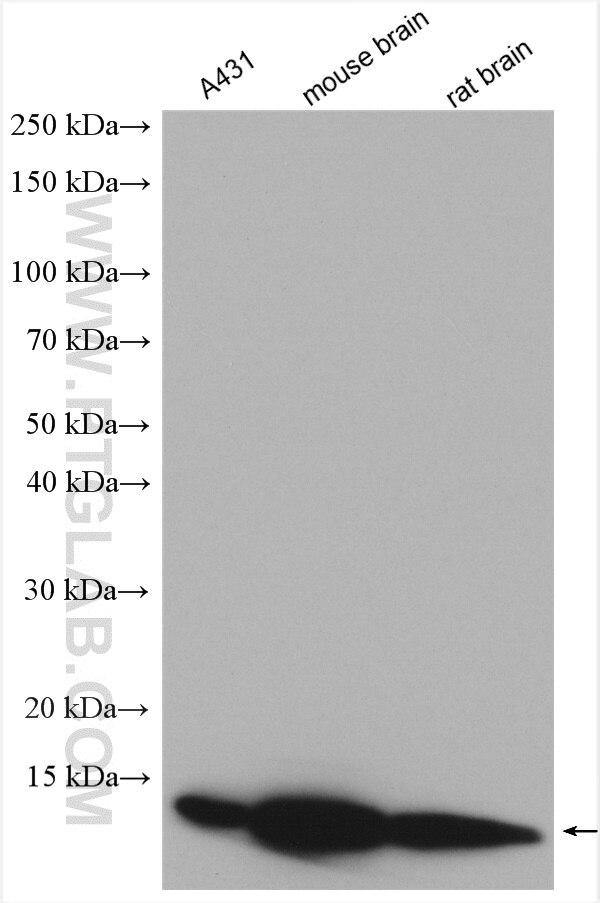 Western Blot (WB) analysis of various lysates using DYNLL2 Polyclonal antibody (16811-1-AP)