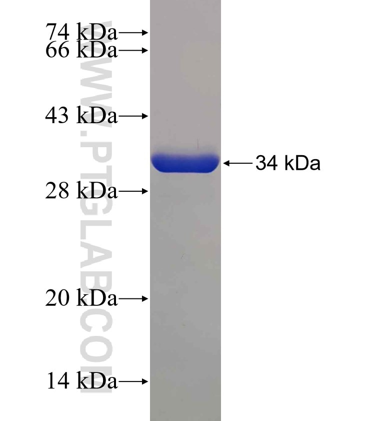 DYNLL2 fusion protein Ag10345 SDS-PAGE