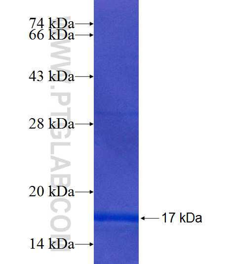 DYNLRB1 fusion protein Ag7090 SDS-PAGE