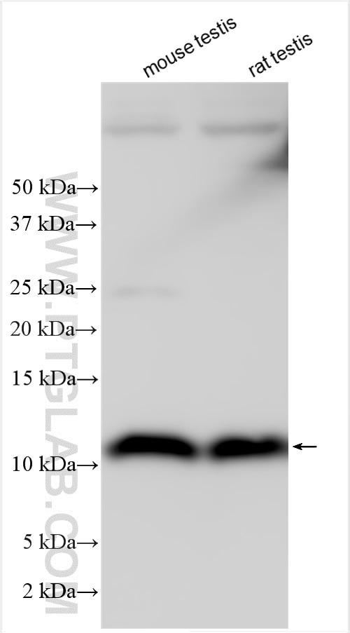 Western Blot (WB) analysis of various lysates using DYNLRB2 Polyclonal antibody (16537-1-AP)