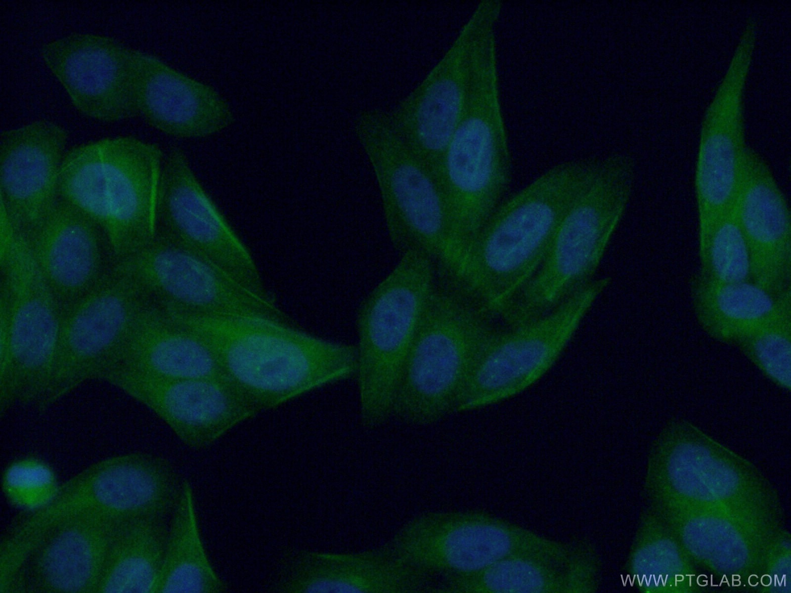 Immunofluorescence (IF) / fluorescent staining of HepG2 cells using DYNLT1 Polyclonal antibody (11954-1-AP)