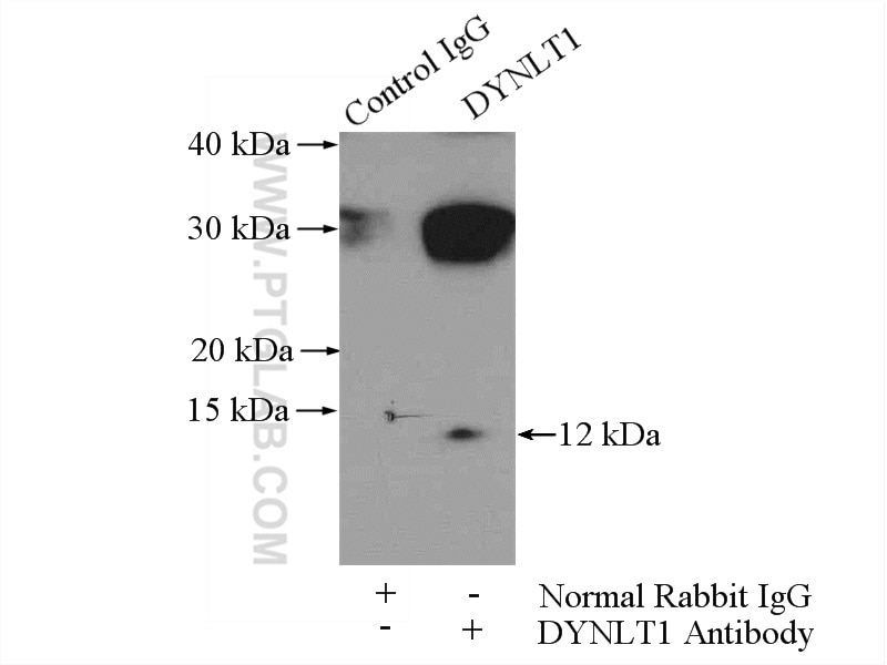 Immunoprecipitation (IP) experiment of mouse skeletal muscle tissue using DYNLT1 Polyclonal antibody (11954-1-AP)