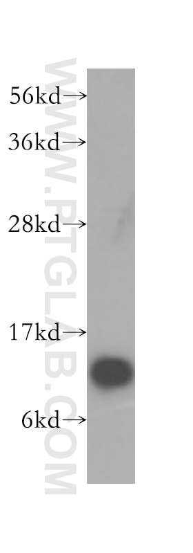 Western Blot (WB) analysis of Sp2/0 cells using DYNLT1 Polyclonal antibody (11954-1-AP)