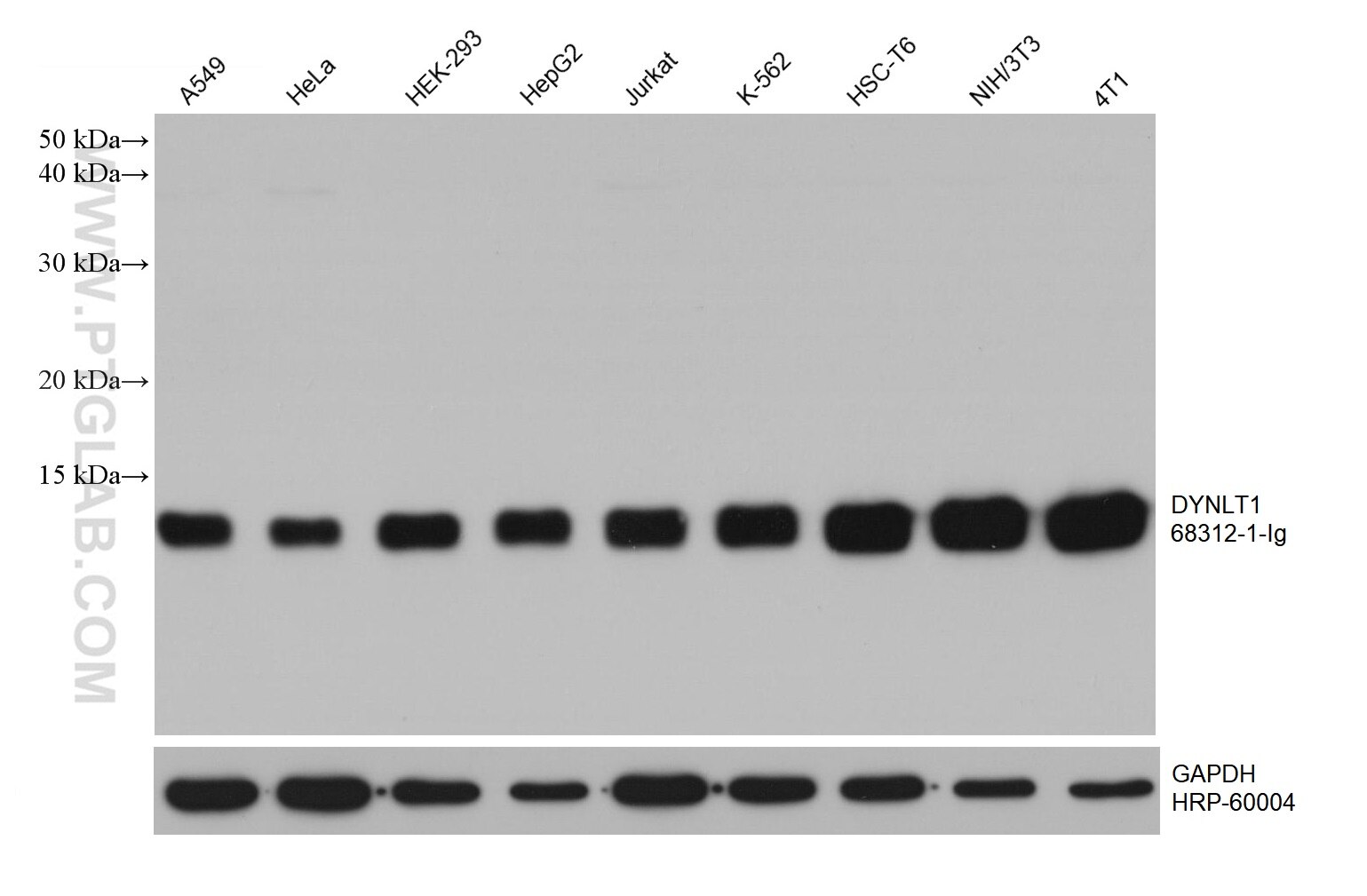 Western Blot (WB) analysis of various lysates using DYNLT1 Monoclonal antibody (68312-1-Ig)
