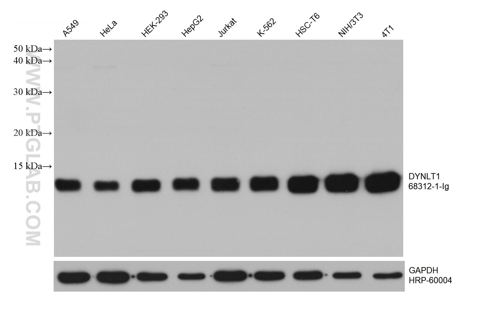 WB analysis using 68312-1-Ig