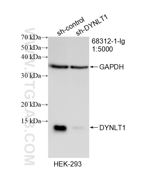 WB result of DYNLT1 antibody (68312-1-Ig; 1:5000; incubated at room temperature for 1.5 hours) with sh-Control and sh-DYNLT1 transfected HEK-293 cells. Western Blot (WB) analysis of HEK-293 cells using DYNLT1 Monoclonal antibody (68312-1-Ig)