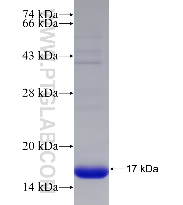 DYNLT1 fusion protein Ag33072 SDS-PAGE