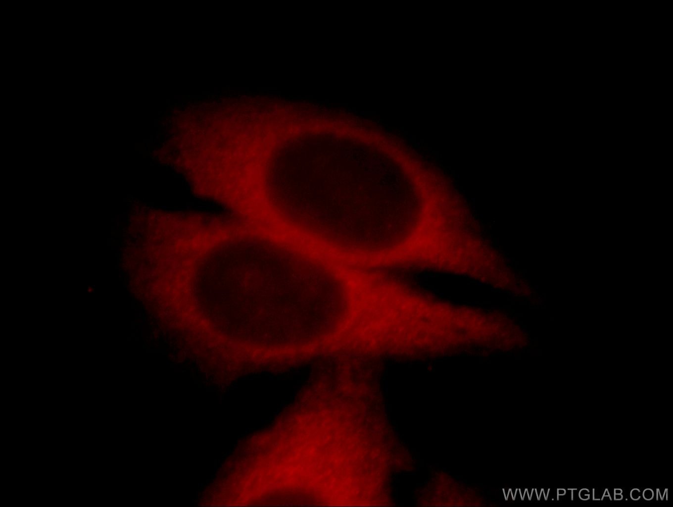 Immunofluorescence (IF) / fluorescent staining of HepG2 cells using DYNLT3 Polyclonal antibody (11687-1-AP)