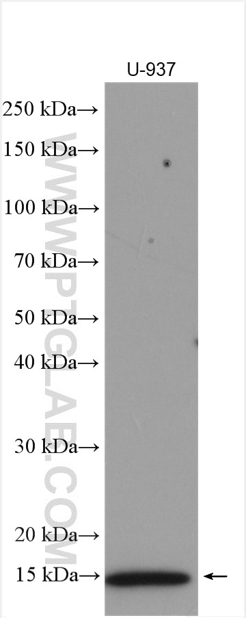 Western Blot (WB) analysis of U-937 cells using DYNLT3 Polyclonal antibody (11687-1-AP)