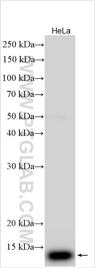 Western Blot (WB) analysis of HeLa cells using DYNLT3 Polyclonal antibody (11687-1-AP)