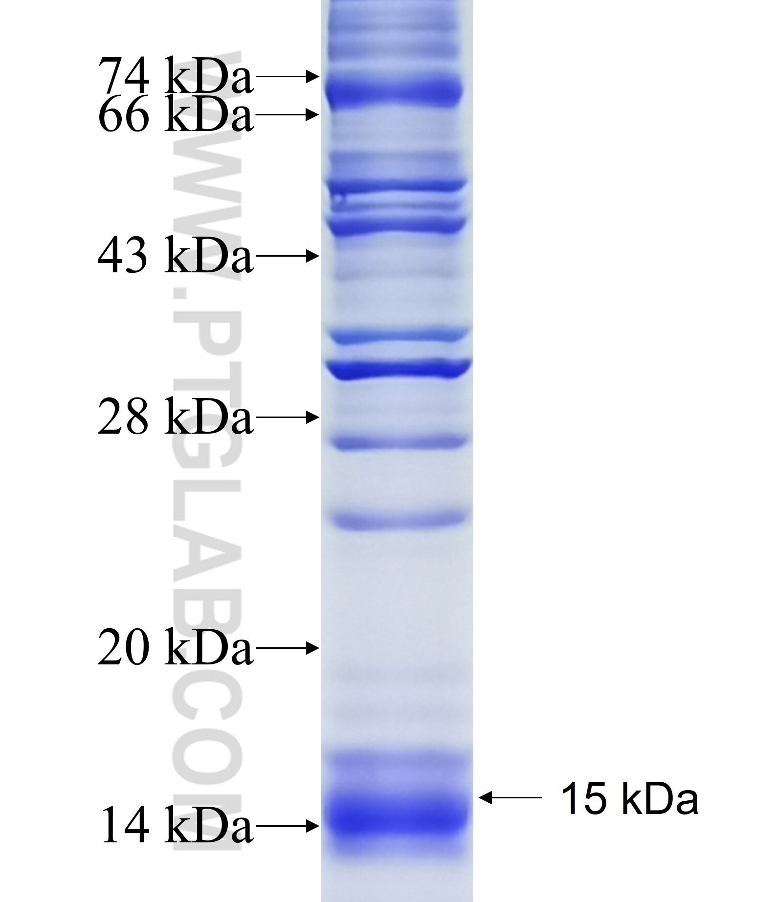 DYNLT3 fusion protein Ag34239 SDS-PAGE