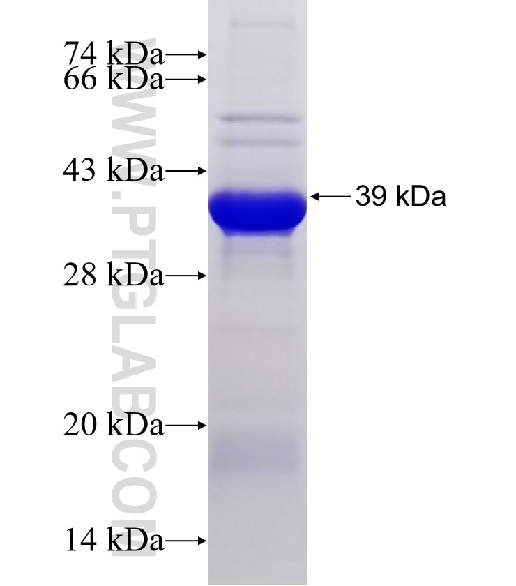 DYNLT3 fusion protein Ag2299 SDS-PAGE