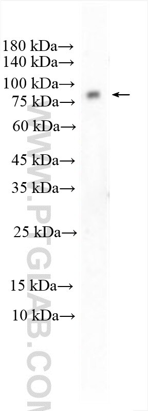 Western Blot (WB) analysis of PC-3 cells using DYRK1A Polyclonal antibody (28607-1-AP)