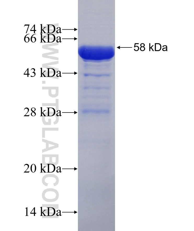DYRK1A fusion protein Ag29433 SDS-PAGE