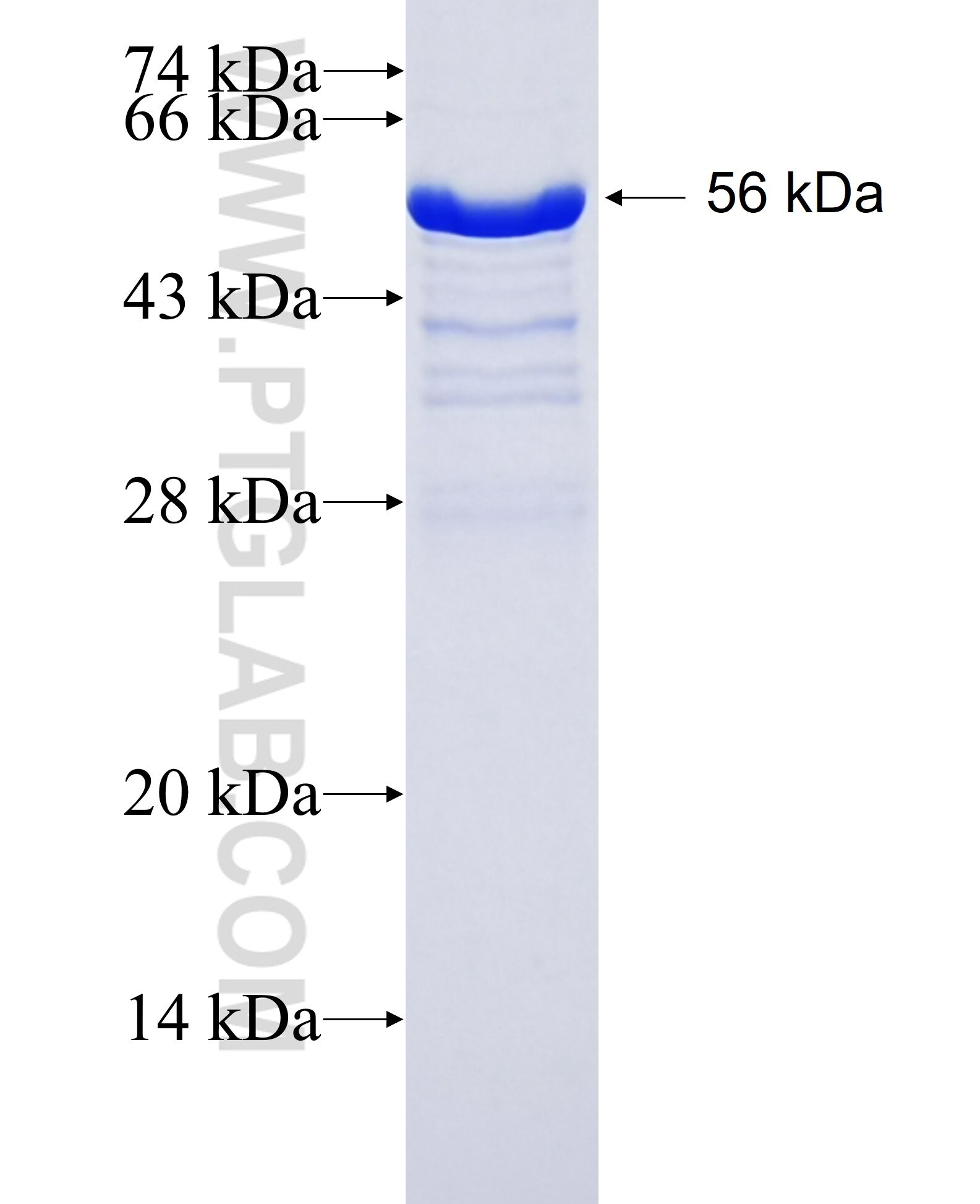 DYRK1A fusion protein Ag29433 SDS-PAGE